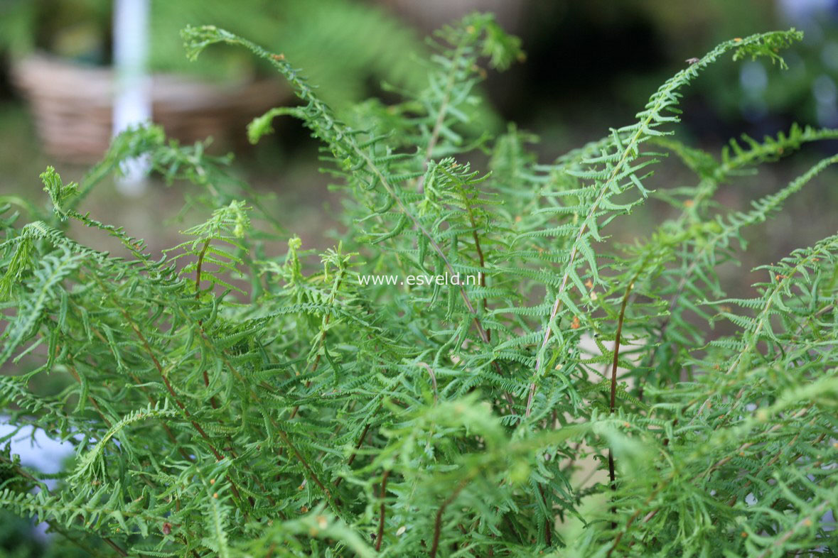 Athyrium filix-femina 'Victoriae' (30674)