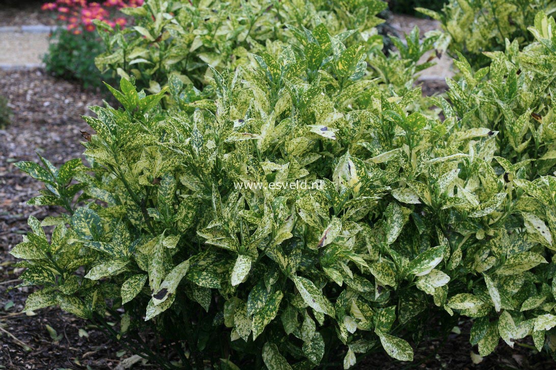 Aucuba japonica 'Golden King'