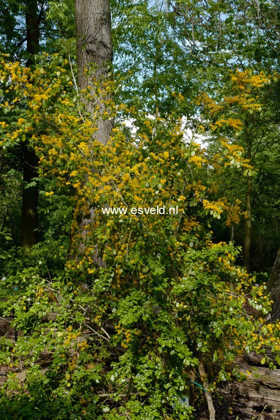 picture and description of azara dentata www esveld nl picture and description of azara dentata www esveld nl