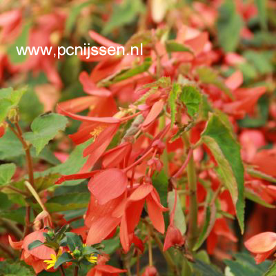 Begonia bertinii