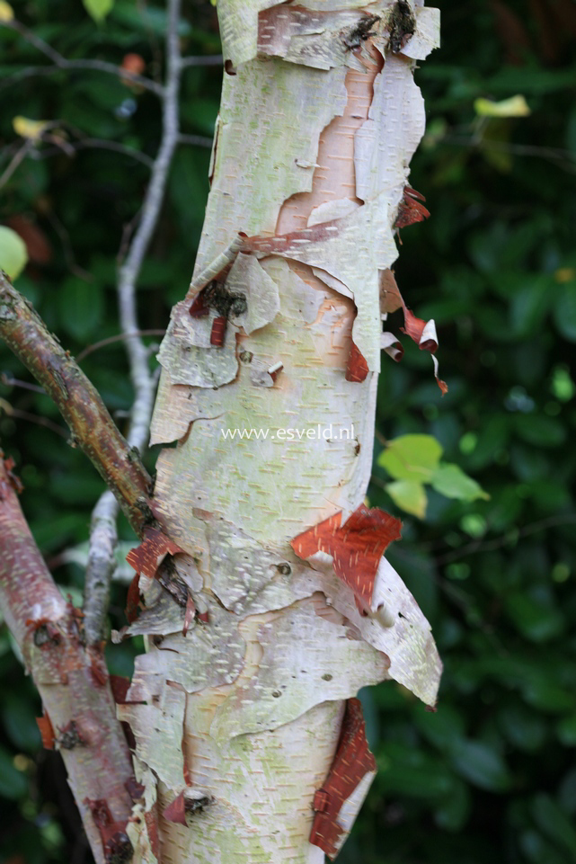 Betula davurica 'Stone Farm'