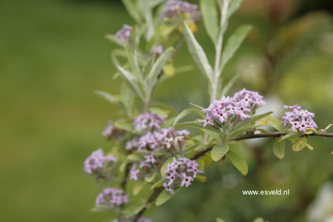 Buddleja alternifolia 'Argentea' (76403)