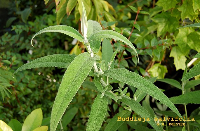 Buddleja salviifolia (81831)