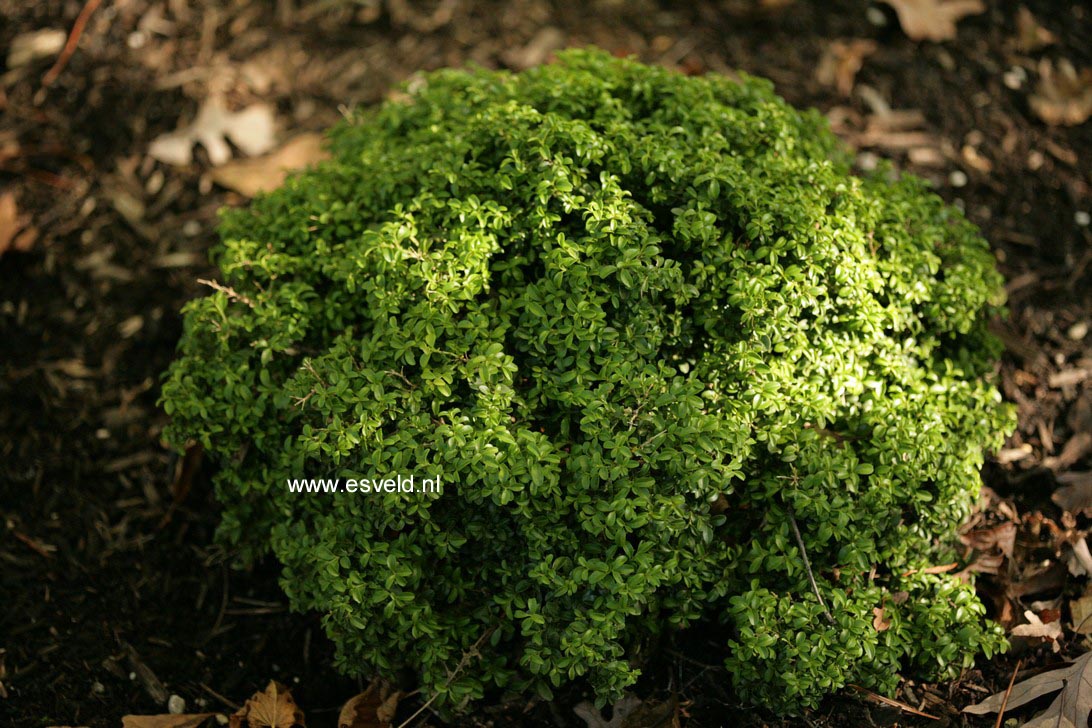 Buxus microphylla 'Kingsville Dwarf' (48863)