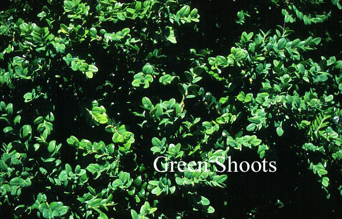 Buxus sempervirens 'Aurea' Buxus sempervirens 'Aurea'