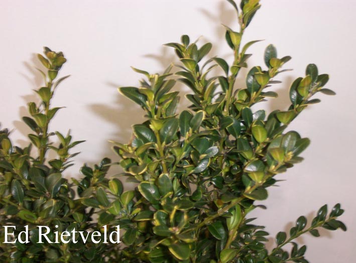 Buxus sempervirens 'Berlin'