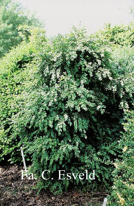 Buxus sempervirens 'Parasol'