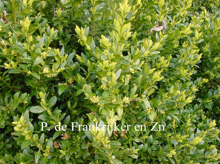 Buxus sempervirens 'Sentinelle'