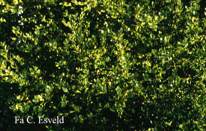 Buxus sinica 'Winter Beauty' Buxus sinica 'Winter Beauty'