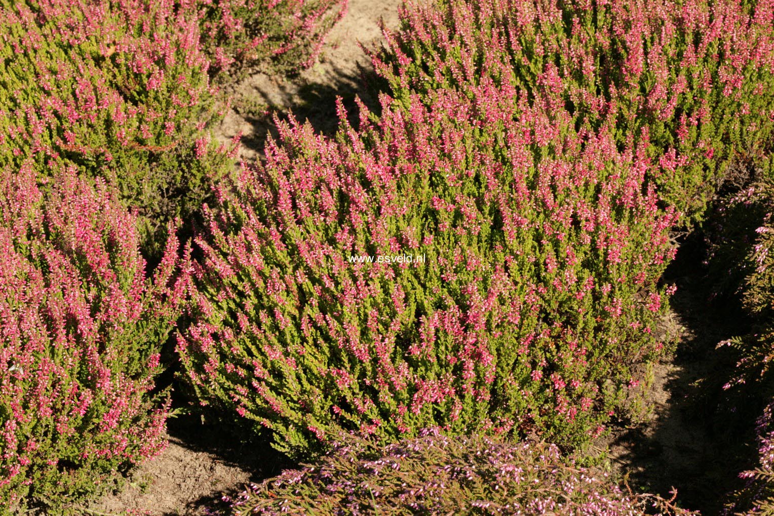 Calluna vulgaris 'Angie' (GARDEN GIRLS)