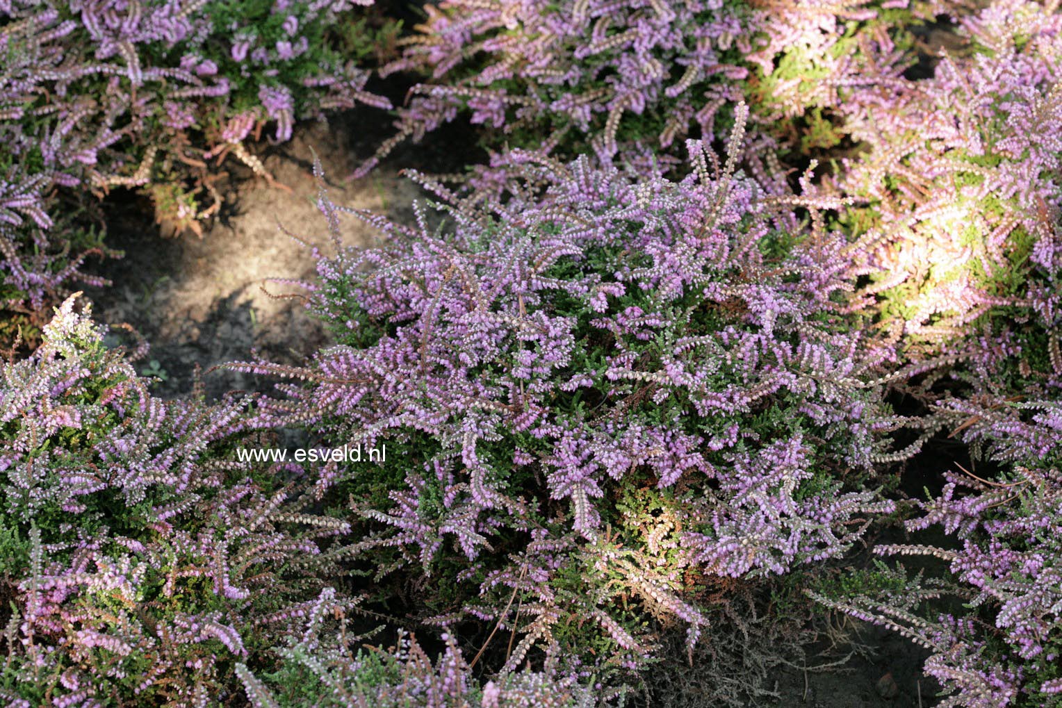 Calluna vulgaris 'Dirry' (46946)