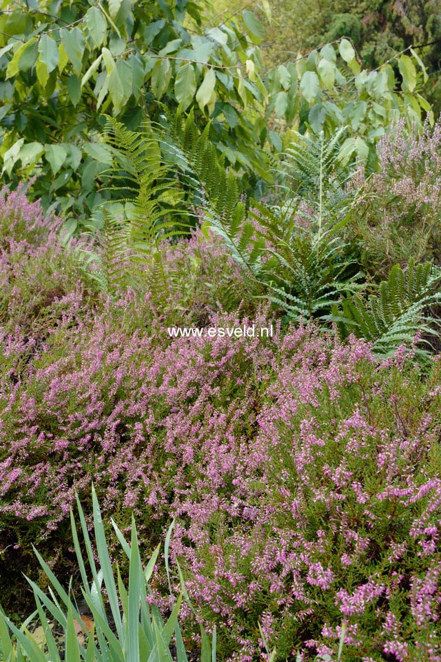 Calluna vulgaris 'Redbud'