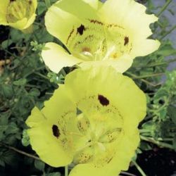 Calochortus 'Golden Orb' (84911)