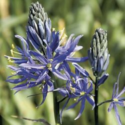 Camassia leichtlinii 'Caerulea'
