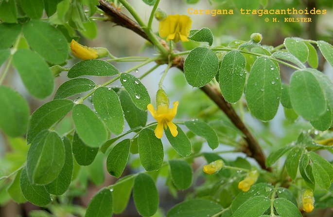 Caragana tragacanthoides (81828)