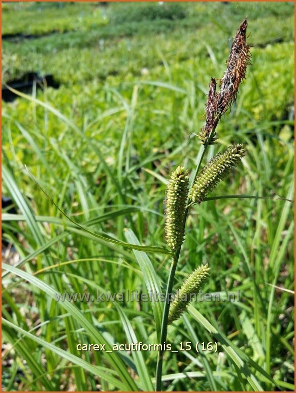 Carex acutiformis