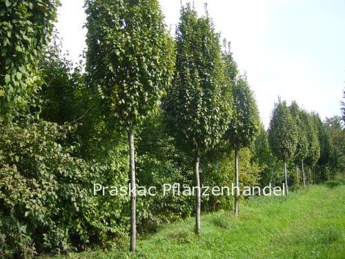 Carpinus betulus 'Nord'