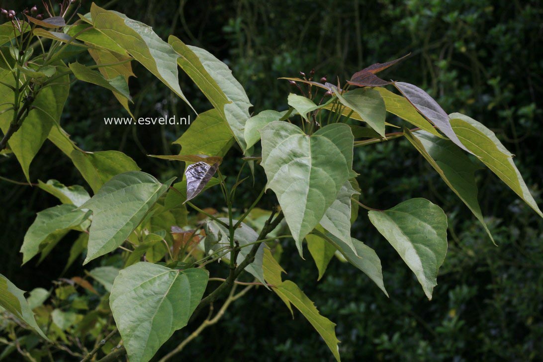 Catalpa fargesii