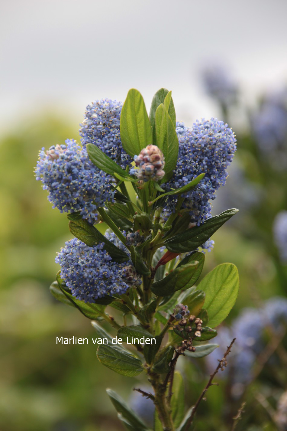 Ceanothus thyrsiflorus 'Skylark' (81426)