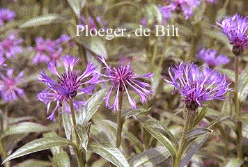 Centaurea montana 'Coerulea' (73275)