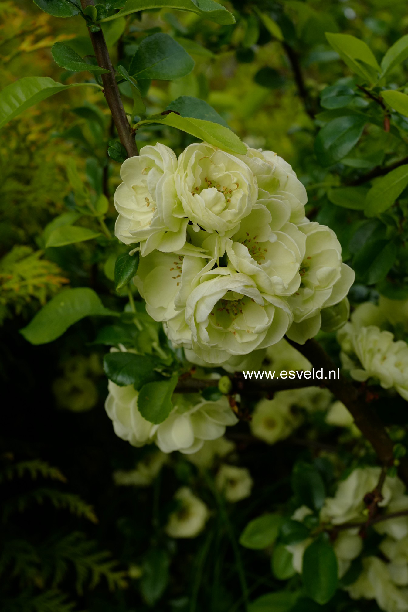 Chaenomeles speciosa 'Kinshiden'