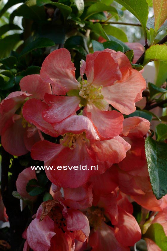 Chaenomeles superba 'Interpita' (PINK TRAIL) (B4767)