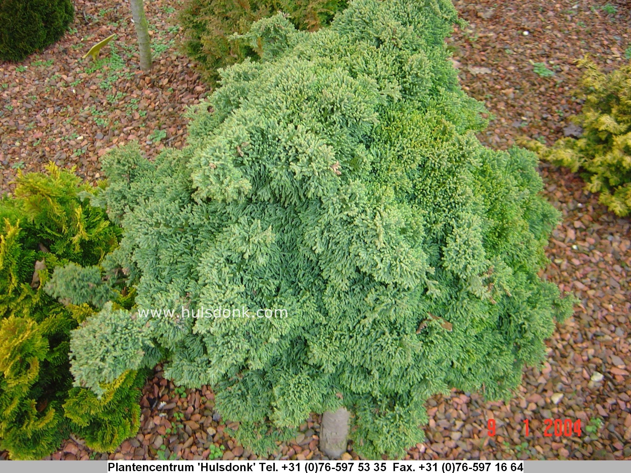 Chamaecyparis lawsoniana 'Bregeon'