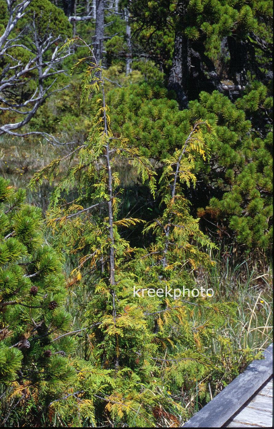 Chamaecyparis nootkatensis (90767)