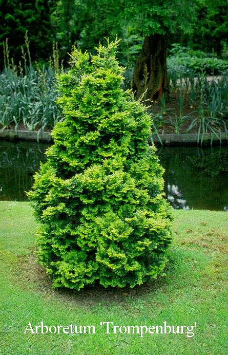 Chamaecyparis obtusa 'Compacta'