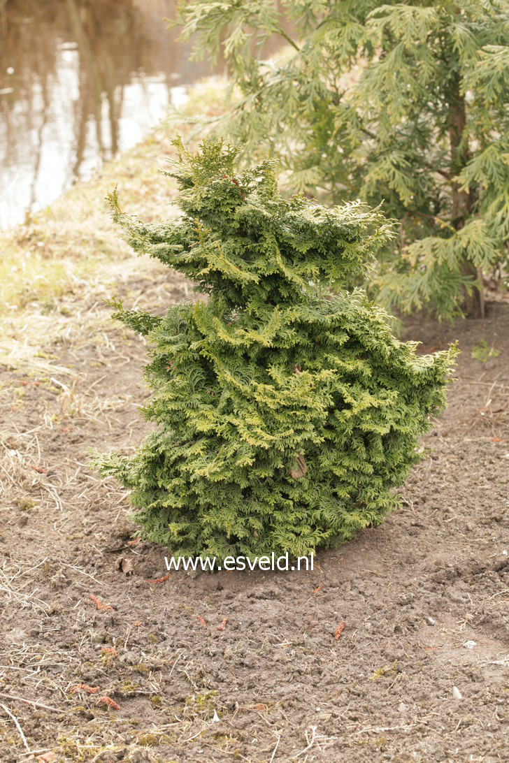 Chamaecyparis obtusa 'Pagoda'