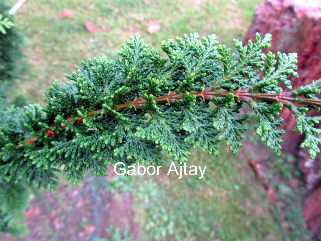 Chamaecyparis obtusa 'Teddy Bear'