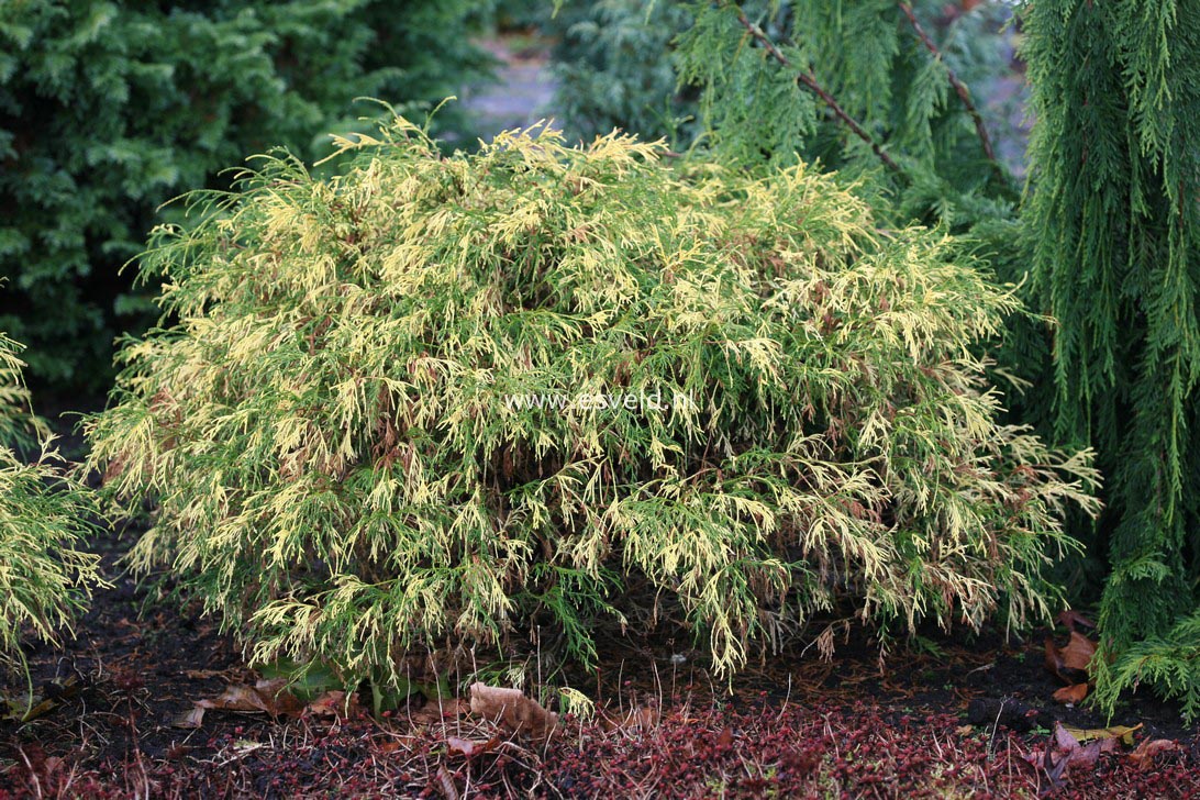Chamaecyparis pisifera 'Aureovariegata'