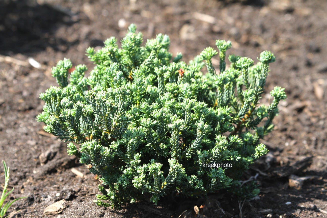 Chamaecyparis thyoides 'Versent' (BLUE ROCK) (96674)