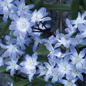Chionodoxa forbesii 'Blue Giant'