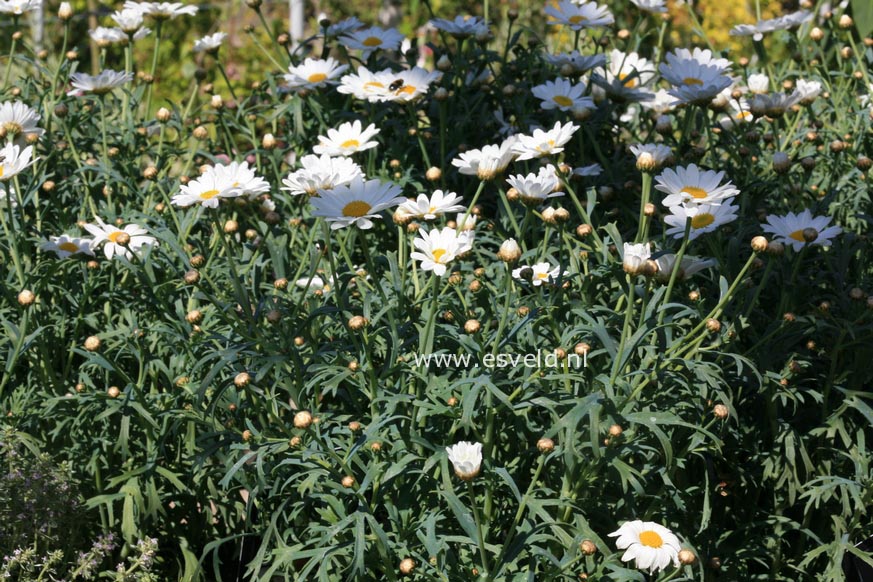 Chrysanthemum frutescens
