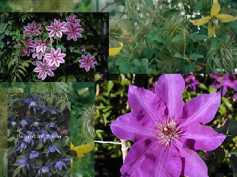Clematis  Aanbiedingspakket 6 planten