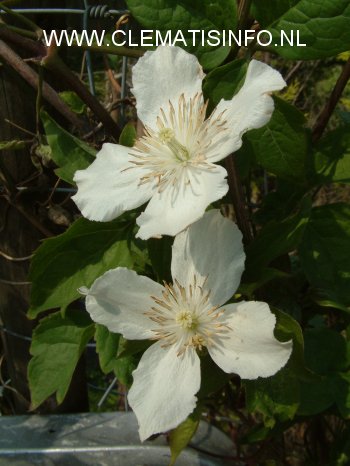 Clematis 'Alexander'