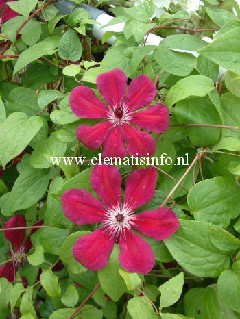 Clematis 'Allanah' Clematis 'Allanah'