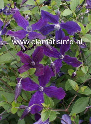 Clematis 'Aphrodite' Clematis 'Aphrodite'
