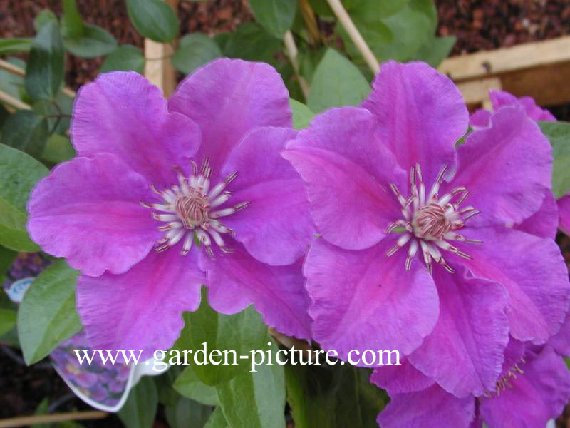 Clematis 'Ashva' Clematis 'Ashva'