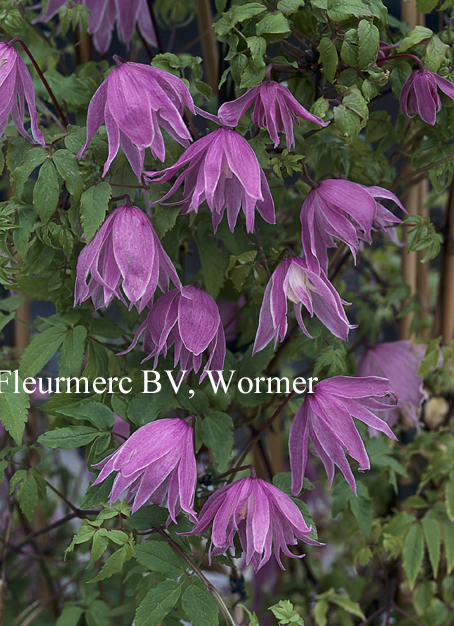 Clematis 'Ballet Skirt' Clematis 'Ballet Skirt'