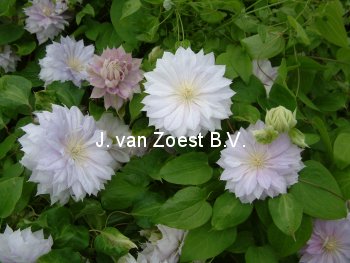 Clematis 'Belle of Woking'