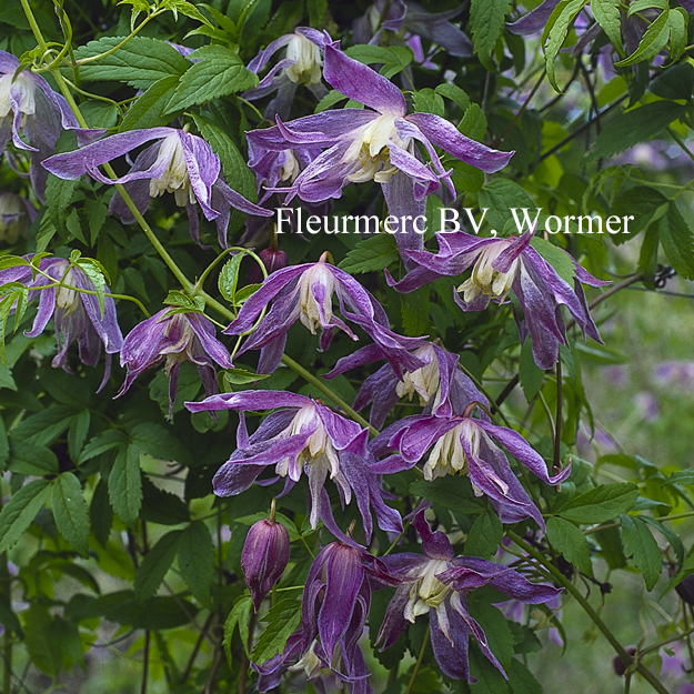 Clematis 'Blue Bird'