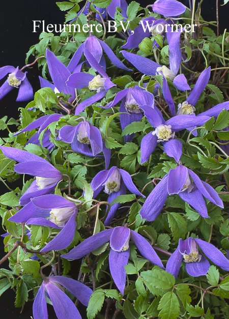 Clematis 'Blue Dancer'