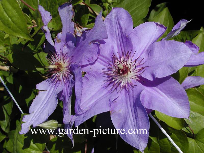 Clematis 'Blue Gem'