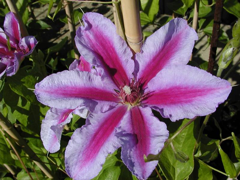 Clematis 'Boskoop Beauty' Clematis 'Boskoop Beauty'