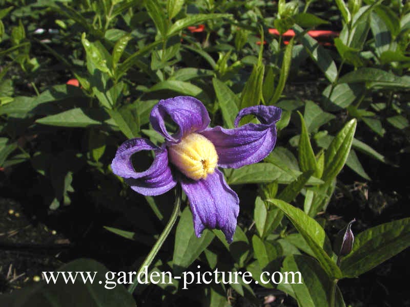 Clematis 'Budapest' Clematis 'Budapest'