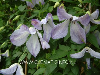 Clematis 'Caerulea Luxurians'