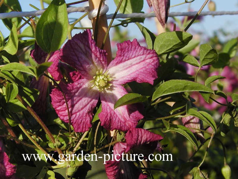 Clematis 'Carmencita'