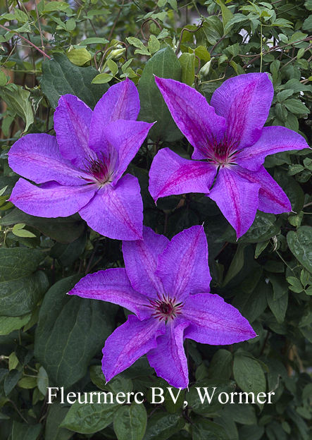 Clematis 'Charissima'